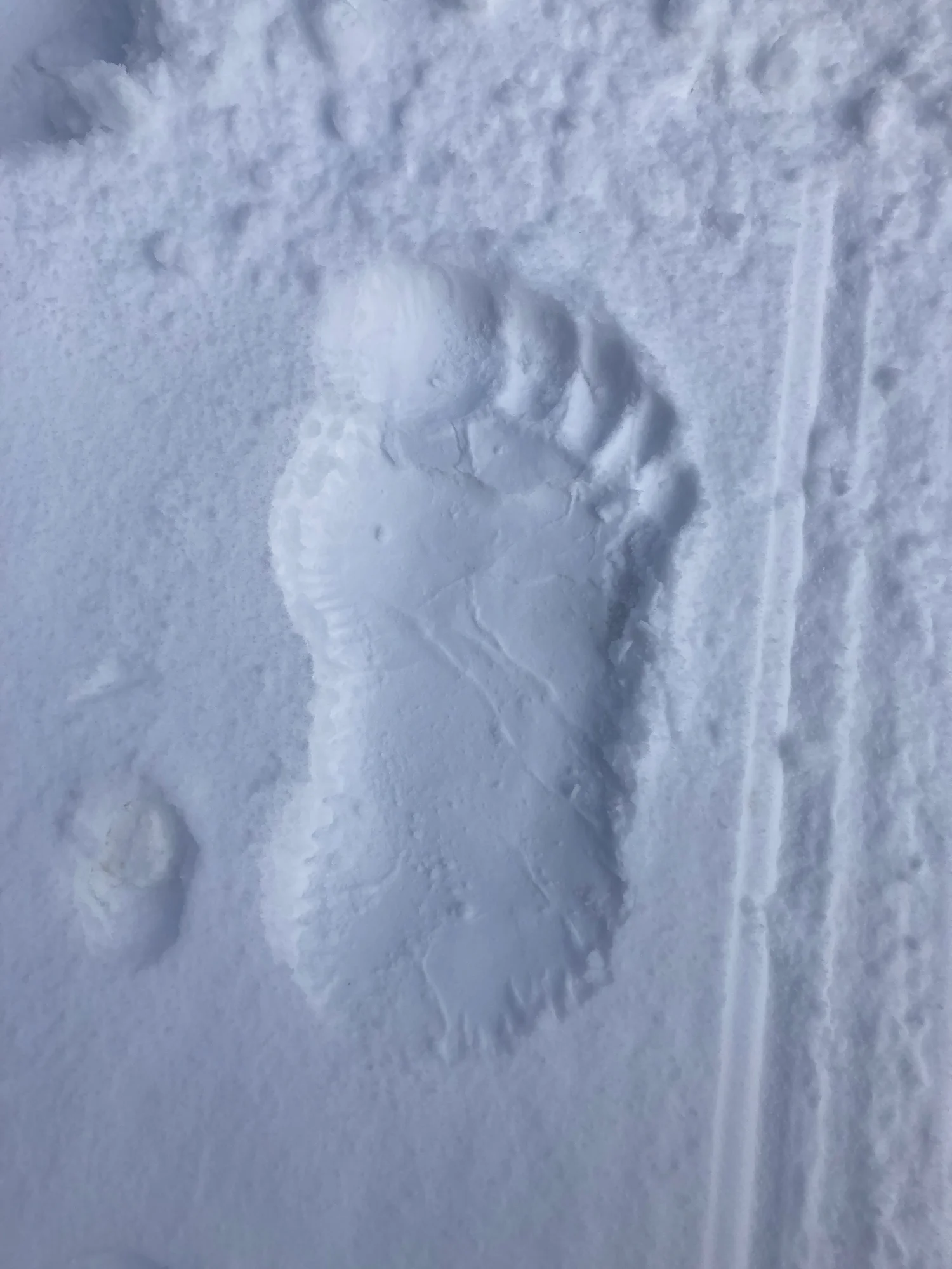 Bigfoot — WonderStomp